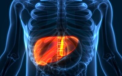 Digital illustration showing the liver in the human body, highlighting its importance and early signs of liver failure that require consultation with a gastroenterologist in Pune.